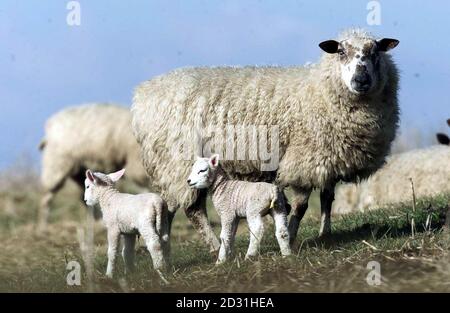 Moutons paître dans les champs avec leurs agneaux dans le Northumberland. Le ministre de l'Agriculture, Nick Brown, a révélé que jusqu'à 500,000 moutons, en raison de l'agneaux, pourraient être abattus. * les animaux, actuellement gardés dans les quartiers d'hiver, devront être déplacés pour des raisons de bien-être et de libérer de l'espace pour le bétail au printemps. Mais les transporter dans d'autres fermes pourrait créer un risque inacceptable d'infecter d'autres sites, a-t-il dit. Banque D'Images