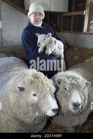 Moira Linaker avec l'un de ses rares moutons Ryeland, qui n'ont pas été infectés par la fièvre aphteuse. Mme Linaker, qui dirige sa ferme au pont de Warwick, à Cumbria, vit seule, de peur que ses moutons Ryeland soient massacrés. * ...comme elle vit à seulement quatre kilomètres d'une zone infectée. Le gouvernement prévoit actuellement d'abattre les animaux qui vivent dans un rayon de trois kilomètres d'une éclosion s'ils sont susceptibles de porter leurs pieds et leur bouche. Après avoir perdu son fils, Stephen Linaker, dans un accident de moto dans les courses de TT en 2000, Mme Linaker dit qu'elle va perdre tout ce qu'elle a à faire Banque D'Images