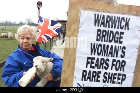 Moira Linaker, du pont de Warwick, près de Carlisle, tient un de ses brebis rares de Ryeland à la porte de sa ferme, à côté d'un panneau publicitaire de journal. * elle vit dans la région de Cumbria où plusieurs centaines de milliers de moutons non infectés sont abattus et enterrés dans une tentative d'arrêter la propagation de la fièvre aphteuse. Certains agriculteurs affirment que la vaccination contre la maladie est plus efficace que la politique actuelle d'abattage des animaux non touchés. Banque D'Images