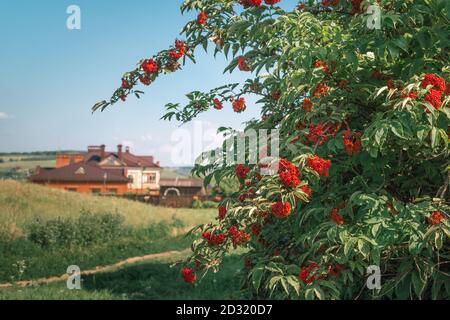 Plante sauvage médicinale. Bush de la baie d'Elderberry rouge Sambucus racemosa pousse près d'une clôture en bois dans le fond d'une maison de village Banque D'Images