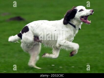 Snoopy' le chien-renifleur de la police est de retour en action, après une amputation de la jambe.Le spaniel anglais springer, âgé de sept ans, a dû avoir une jambe infectée arthritique enlevée avant Noël, mais a maintenant fait une pleine récupération et est de retour en service avec la police de Wiltshire.*... basé à la section de chien dans Devozes. Banque D'Images