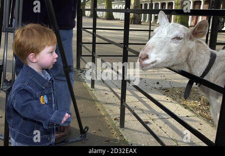 Rhys Evans, né il y a 18 mois au pays de Galles du Sud, se fait des amis avec une chèvre dans un parc du centre de Londres, après avoir été le premier bébé du Royaume-Uni à bénéficier d'un travail révolutionnaire de thérapie génique. * la thérapie a lieu à l'hôpital Great Ormond Street de Londres pour les enfants et son partenaire de recherche l'Institut de la santé de l'enfant. Son traitement est la première fois que les médecins britanniques ont corrigé avec succès le défaut génétique qui cause le désordre combiné sévère d'immunodéficit (SCID). Les enfants nés avec SCID n'ont pas leur propre système immunitaire et doivent être gardés dans des conditions totalement stériles. Banque D'Images