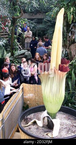 Les visiteurs des jardins botaniques royaux de Kew, dans l'ouest de Londres, ont la vue de ce qui est déclaré être la plus grande fleur - et la plus odorante - du monde. L'Amorphophallus titanum pousse dans les forêts tropicales du Sumatra et prend plusieurs années pour atteindre sa maturité. * les experts de Kew ont soigneusement nourri celui-ci pendant plusieurs années avant qu'il ait commencé à fleurir il ya quelques jours et il a maintenant défurré pour révéler son intérieur rouge de sang - et produire un arôme qui est un mélange de chair pourrie et d'excréments. Banque D'Images