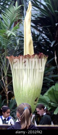 Les visiteurs des jardins botaniques royaux de Kew, dans l'ouest de Londres, ont la vue de ce qui est déclaré être la plus grande fleur - et la plus odorante - du monde. L'Amorphophallus titanum pousse dans les forêts tropicales du Sumatra et prend plusieurs années pour atteindre sa maturité. *les experts de Kew ont soigneusement nourri celui-ci pendant plusieurs années avant qu'il commence à fleurir il y a quelques jours et il a maintenant défait pour révéler son intérieur rouge de sang - et produire un arôme qui est un mélange de chair pourrie et d'excréments. Banque D'Images