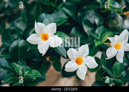 Nyctanthes arbor-tristis, les fleurs blanches de jasmin à fleurs nocturnes. Mise au point sélective Banque D'Images