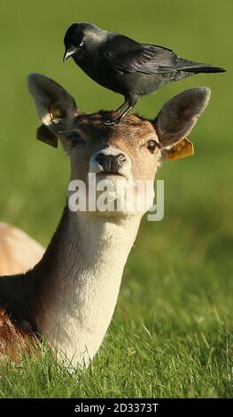 Un Crow atterrit à la tête d'un jeune cerf dans le Phoenix Park de Dublin. Banque D'Images