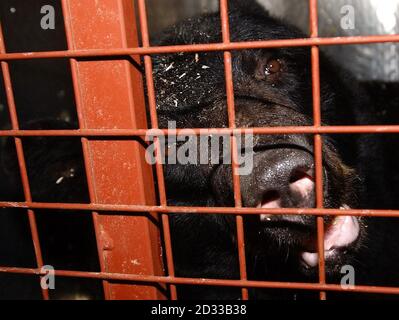 Fred l'américain Black Bear, âgé de dix ans et pesant 300 kg, est emballé dans une cage à l'aéroport Heathrow de Londres pour être transporté à Toronto au Canada, où il continue sa vie dans un sanctuaire d'ours après avoir été le dernier ours de cirque en Grande-Bretagne, il sera à la retraite et vivra dans un sanctuaire où il se mêtera à d'autres ours pour la première fois de sa vie et aura sa propre piscine. Banque D'Images