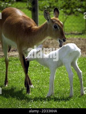 Rare cerf d'albinos 'Lightning', au parc de safari Blair Drummond près de Stirling, en Écosse. Le Nile lechwe antilope fauve est né pendant une tempête mercredi soir à sa mère, connue sous le nom de Thunder. Il n'y a pas d'autres antilopes albinos en Écosse et on ne pense pas en Grande-Bretagne. Le gardien de gibier en chef David Booth a déclaré que la mère protectrice s'efforcera de cacher le fauve de quatre jours dans le troupeau de 11 antilopes errant 30 acres dans le parc. Banque D'Images