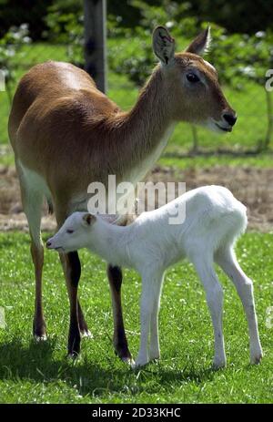 Rare cerf d'albinos 'Lightning', au parc de safari Blair Drummond près de Stirling, en Écosse. Le Nile lechwe antilope fauve est né pendant une tempête mercredi soir à sa mère, connue sous le nom de Thunder. Il n'y a pas d'autres antilopes albinos en Écosse et on ne pense pas en Grande-Bretagne. Le gardien de gibier en chef David Booth a déclaré que la mère protectrice s'efforcera de cacher le fauve de quatre jours dans le troupeau de 11 antilopes errant 30 acres dans le parc. Banque D'Images