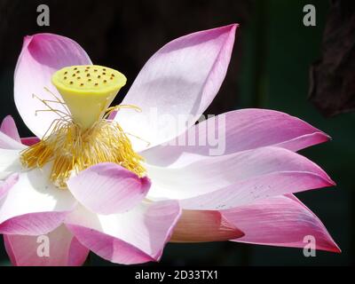 Lotus est la plante de l'eau. Il a de larges feuilles flottantes et des fleurs parfumées lumineuses. Les feuilles et les fleurs flottent et ont de longues tiges qui contiennent de l'air Banque D'Images