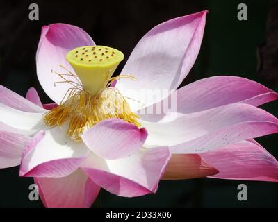 Lotus est la plante de l'eau. Il a de larges feuilles flottantes et des fleurs parfumées lumineuses. Les feuilles et les fleurs flottent et ont de longues tiges qui contiennent de l'air Banque D'Images