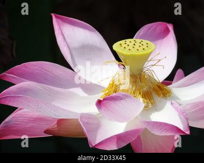 Lotus est la plante de l'eau. Il a de larges feuilles flottantes et des fleurs parfumées lumineuses. Les feuilles et les fleurs flottent et ont de longues tiges qui contiennent de l'air Banque D'Images