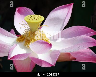 Lotus est la plante de l'eau. Il a de larges feuilles flottantes et des fleurs parfumées lumineuses. Les feuilles et les fleurs flottent et ont de longues tiges qui contiennent de l'air Banque D'Images