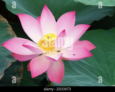 Lotus est la plante de l'eau. Il a de larges feuilles flottantes et des fleurs parfumées lumineuses. Les feuilles et les fleurs flottent et ont de longues tiges qui contiennent de l'air Banque D'Images