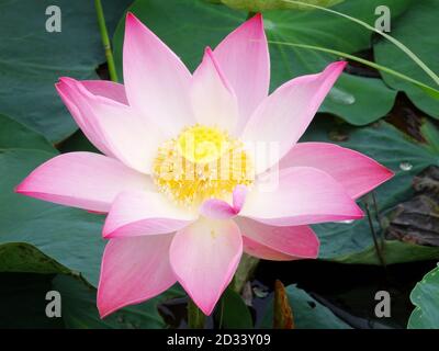 Lotus est la plante de l'eau. Il a de larges feuilles flottantes et des fleurs parfumées lumineuses. Les feuilles et les fleurs flottent et ont de longues tiges qui contiennent de l'air Banque D'Images