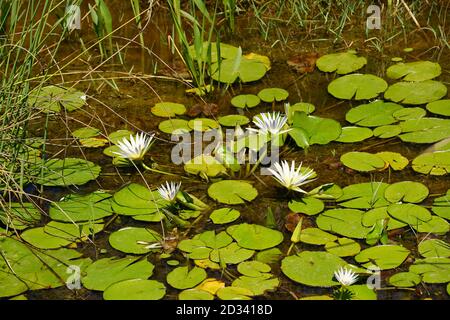 Nymphaea caerulea, principalement connu comme le lotus bleu (ou bleu lotus égyptien), mais aussi nénuphar bleu (ou bleu de l'eau égyptienne lily), et bleu sacré lil Banque D'Images