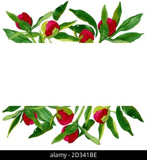 Aquarelle boutons de pivoines roses dessinés à la main avec des feuilles dans le cadre sur fond blanc. Bordure horizontale des bourgeons de péon. Conception de textiles, décoration de mariage, Banque D'Images
