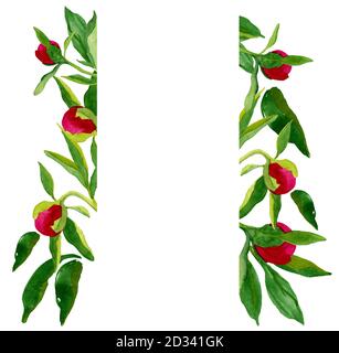 Aquarelle boutons de pivoines roses dessinés à la main avec des feuilles dans le cadre sur fond blanc. Bordure horizontale des bourgeons de péon. Conception de textiles, décoration de mariage, Banque D'Images