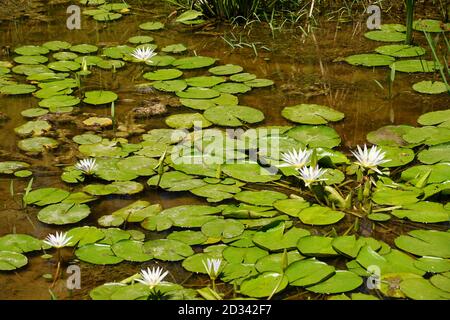 Nymphaea caerulea, principalement connu comme le lotus bleu (ou bleu lotus égyptien), mais aussi nénuphar bleu (ou bleu de l'eau égyptienne lily), et bleu sacré lil Banque D'Images