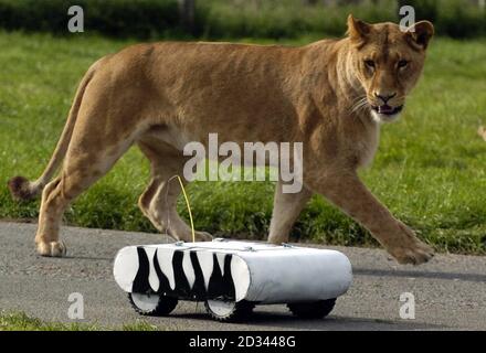 Il sent un zèbre, il peut même être noir et blanc, mais il ne ressemble pas beaucoup à un en-cas savoureux pour ce lion dans l'enceinte du parc safari Blair Drummond près de Stirling. Le robot télécommandé, surnommé le Lion Rover et portant un sac de zébrures pour donner une odeur naturelle, est utilisé par Mark Jones, premier cycle en psychologie, pour étudier le comportement des lions en captivité, Et est le résultat d'une collaboration avec son ami, Adam Gerschel-Clarke, étudiant en conception de produits à l'université de Brighton. Le parc safari dit que le travail bénéficie de la fierté de 20 lions comme il stimule Banque D'Images