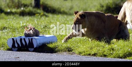 Il sent un zèbre, il peut même être noir et blanc, mais il ne ressemble pas beaucoup à un en-cas savoureux pour ce lion dans l'enceinte du parc safari Blair Drummond près de Stirling. Le robot télécommandé, surnommé le Lion Rover et portant un sac de zébrures pour donner une odeur naturelle, est utilisé par Mark Jones, premier cycle en psychologie, pour étudier le comportement des lions en captivité, Et est le résultat d'une collaboration avec son ami, Adam Gerschel-Clarke, étudiant en conception de produits à l'université de Brighton. Le parc safari dit que le travail bénéficie de la fierté de 20 lions comme il stimule Banque D'Images