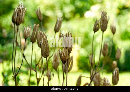 Gros plan de gousses de graines de fleurs brunes sèches sur la tige sur un fond vert de jardin. Image avec mise au point sélective. Banque D'Images