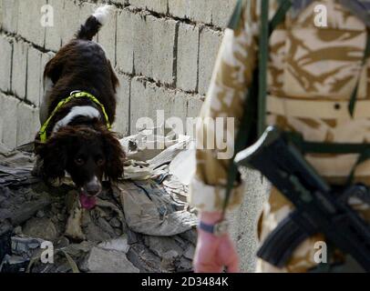 Coquelicot, un chien de recherche aide l'équipe de recherche à haut risque de l'ingénieur royal à rechercher des voitures à Bassorah après que trois soldats irakiens aient été tués lors d'une attaque à la bombe à moto dans la ville plus tôt. Le véhicule piégé a explosé près des bâtiments de l'ancien État, dans le district d'Al-Hussein, peu avant 8h00, heure locale, alors que les troupes effectuaient des patrouilles. Des équipes britanniques d'intervention rapide ont été envoyées sur place et des experts en élimination des bombes arrivent pour examiner l'appareil. Banque D'Images