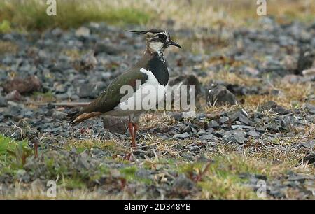 Embarquement à 0001 lundi 20 avril UN Lapwing, l'un des oiseaux les plus menacés au monde, a trouvé un sanctuaire dans la prison de Maghaberry, utilisé pour accueillir les détenus les plus dangereux d'Irlande du Nord. Banque D'Images