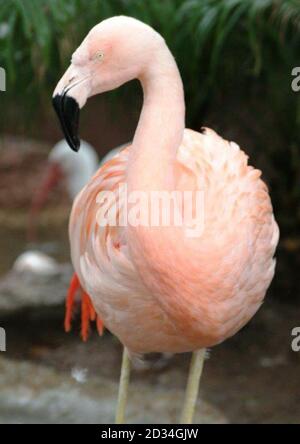 Dans cette photo non datée mise à disposition par Bush Gardens Tampa Bay, montre Pinky, un flamant au parc de Tampa, Fla Joseph Anthony Corrao visitait Bush Gardens avec sa famille le mardi 3 août 2016, lorsqu'il entra dans un stylo, prit Pinky et la jeta. L'oiseau a subi des blessures traumatiques et a dû être euthanasié. Corrao a été arrêté et libéré sous caution. (Bush Gardens Tampa Bay via AP) Banque D'Images