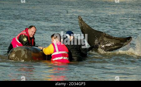 Les sauveurs se battent pour sauver une baleine à nez de bouteille de 15 pieds dans la Tamise, Londres, près du pont Albert, le samedi 21 janvier 2006. Hier, la baleine a nagé dans le centre de Londres, se rendant jusqu'à Chelsea. Voir PA Story ANIMAUX Baleine. APPUYEZ SUR ASSOCIATION photo. Photo Credit devrait lire: Gareth Fuller / PA. Banque D'Images