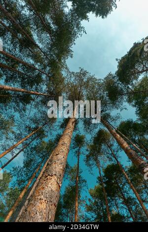 Vue à angle bas de la forêt de grands pins dans la région de Zlatibor, Serbie Banque D'Images