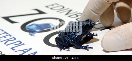 Une grenouille flèche bleue de poison se trouve sur le logo du plan directeur du zoo d'Édimbourg, le jeudi 23 2006 février, alors que le zoo annonce son projet de réaménagement de 58 millions de livres, qui inclura une nouvelle enceinte de pointe pour les chimpanzés. Voir PA Story SCOTLAND Zoo. APPUYEZ SUR ASSOCIATION PHOTO. LE CRÉDIT PHOTO DEVRAIT SE LIRE comme suit : Danny Lawson /PA Banque D'Images