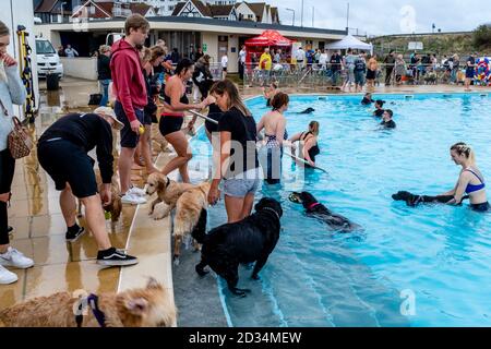 Les propriétaires de chiens prennent leurs chiens pour une « nage en voiturette » au Saltdean Lido. Cet événement a lieu chaque année, seulement après la fin de la saison. Saltdean, Royaume-Uni Banque D'Images