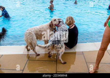 Les propriétaires de chiens prennent leurs chiens pour une « nage en voiturette » au Saltdean Lido. Cet événement a lieu chaque année, seulement après la fin de la saison. Saltdean, Royaume-Uni Banque D'Images