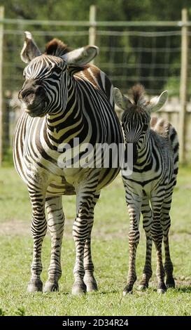 Le zébra Tanu d'une semaine (cinq en Swahili) et sa mère Dolly profitent du soleil après qu'il a été libéré dans son enceinte pour la première fois au parc de safari Blair Drummond près de Stirling. Banque D'Images