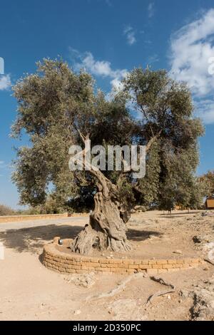 Olivo del Tempio della Concordia dans la vallée des temples d'Agrigente, Sicile. Cet arbre a été planté autour de l'année 1465 ± 50, ce qui le rend ar Banque D'Images