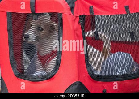 A 15 semaines chiot Jack Russell-cross adopté par le premier ministre Boris Johnson et son partenaire Carrie Symonds arrive à Downing Street, Londres. Banque D'Images