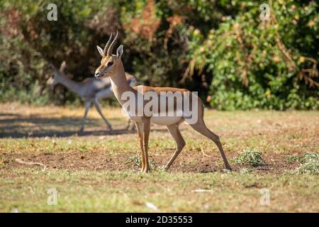 La gazelle de montagne ou gazelle de montagne palestinienne (Gazella gazella) est une espèce de gazelle largement mais inégalement répartie. Gazelles de montagne Banque D'Images