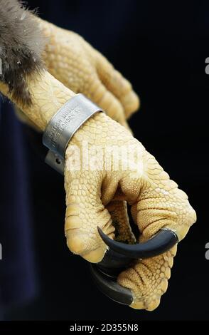 Le pied d'un jeune aigle à queue blanche tenu par Claire Smith de la RSPB à la RAF Kinloss, après que l'Armée de l'air norvégienne a transporté les oiseaux à la base aérienne écossaise. Banque D'Images