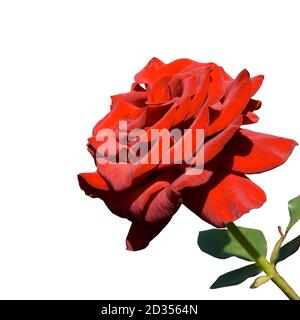 Fleur d'une belle rose rouge avec une tige et des feuilles, isolée sur fond blanc. Gros plan Banque D'Images