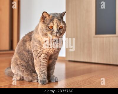 Photo d'un chat de shorthair britannique avec de grands yeux. Elle est assise sur le plancher en bois dans une pièce avec la porte fermée. Banque D'Images