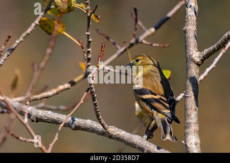 Goldfinch américain perché dans un arbre avec lumière du soir Banque D'Images