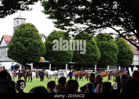 RDS Show Dublin 2013 Banque D'Images