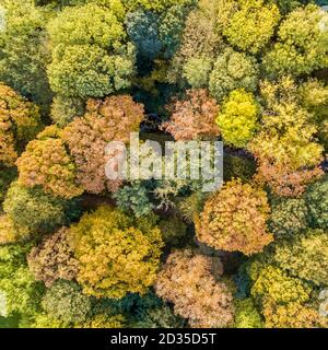 Vue aérienne de haut en bas du parc de la ville en octobre couleurs d'automne, Pays-Bas, Europe Banque D'Images