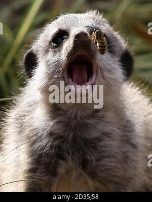 Un bébé Meerkat essayant d'attraper une guêpe au parc de safari Blair Drummond près de Stirling en Écosse. Banque D'Images