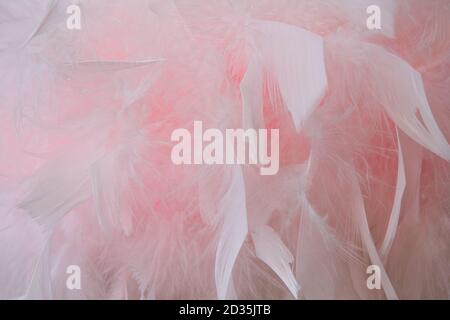 Rose et blanc vintage couleur tendances plume texture fond Banque D'Images