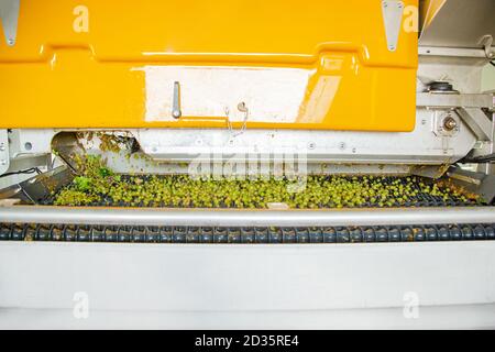 Processus de broyage des raisins dans la vinification. Traitement du raisin. Banque D'Images