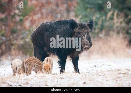 Famille de sangliers debout sur un pré enneigé en hiver. Banque D'Images