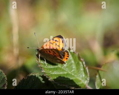 Lycaena phlaeas, petit papillon en cuivre, forêt de Thetford, Norfolk, Royaume-Uni, Banque D'Images