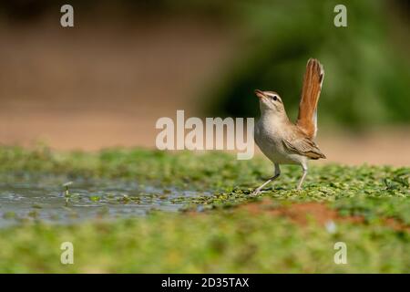 Le robin à queue roufeuse (Cercotrichhas galactotes) au sol. Photographié en Israël Banque D'Images